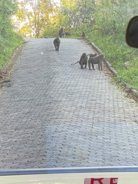 baboonsinroad.jpg