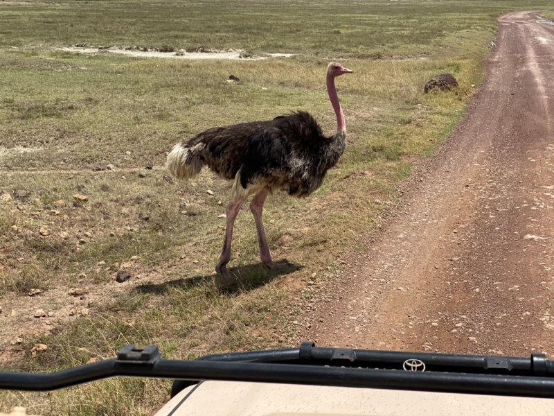 ostrich.jpg